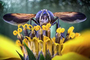 Brachycera: Flesh fly (Sarcophaga carnaria) on a flower, Mantua