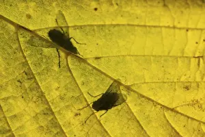 Silhouettes: Flesh fly (Sarcophaga crassipalpis) silhouette of two adult insects on a tree leaf in autumn