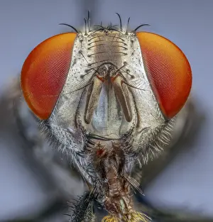 Extreme: Flesh Fly (Sarcophaga spp.)