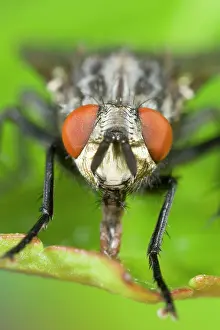 Sarcophaga: Flesh Fly - sucking up liquid from leaf