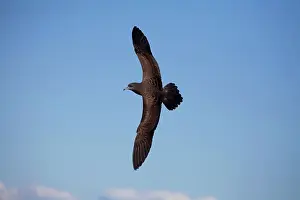 Shearwater: Flesh-footed Shearwater