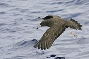 Australias: Flesh-footed Shearwater (Ardenna carneipes) flying