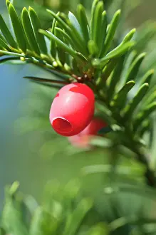 Taxus: Yew