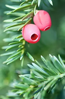 Taxus: Yew