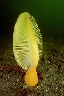 Fleshy: Fleshy sea pen Ptilosarcus gurneyi Vancouver Island British