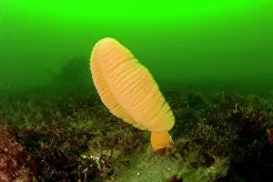 Fleshy: Fleshy sea pen Ptilosarcus gurneyi Vancouver Island British