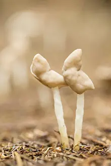 Saddle: Flexible Helvella (Helvella elastica) growing i
