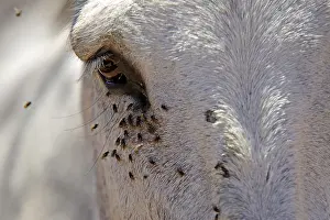 Dipterid: Flies around the eye of a Donkey Spain