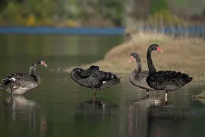 Colin Marshall: Flight of Black Swans