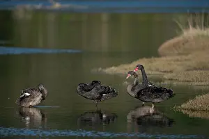 Colin Marshall: Flight of Black Swans