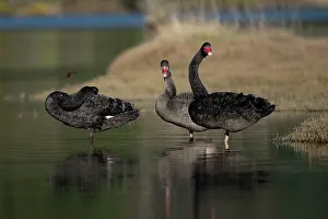 Colin Marshall: Flight of Black Swans