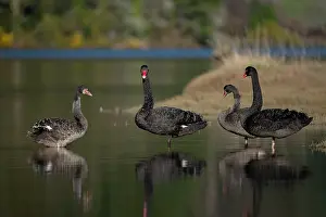 Colin Marshall: Flight of Black Swans