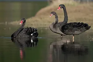 Colin Marshall: Flight of Black Swans