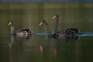 Colin Marshall: Flight of Black Swans