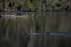 Colin Marshall: Flight of Black Swans