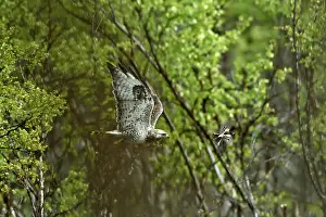 Fringilla: in flight with a brambling