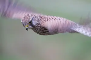 Twente: Flight of the Common Kestrel (Falco tinnunculus