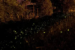Fireflies: The flight of male Fireflies during a summer night