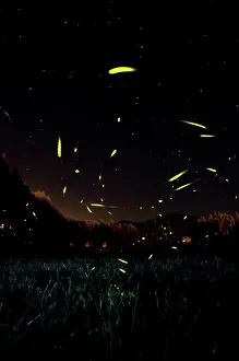 Fireflies: The flight of male Fireflies during a summer night