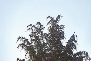 Passereau: Flight of starlings