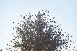Passereau: Flight of starlings