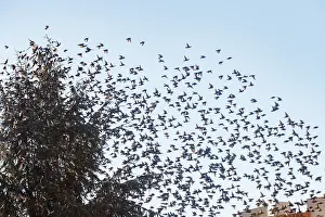 Passereau: Flight of starlings
