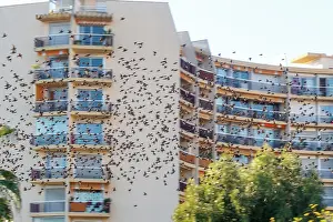 Passereau: Flight of starlings