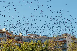 Passereau: Flight of starlings