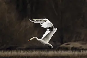 Flies: Flight of two swans on top of each other in front of a dense