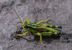 Bob Gibbons: A flightless alpine grasshopper, Green Mountain