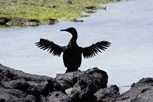 Nannopterum: Flightless Cormorant