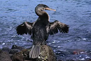 Isabella: Flightless Cormorant