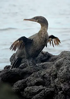 Isabela: Flightless cormorant or Galapagos cormorant (Phalacrocorax