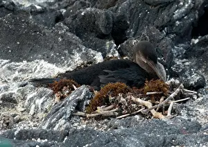 Phalacrocoracidae: Flightless Cormorant on nest