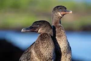 Harrisi: Flightless Cormorant - pair