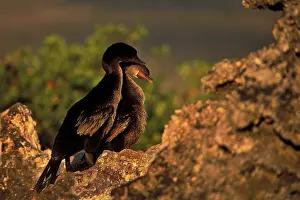 Harrisi: Flightless Cormorant pair