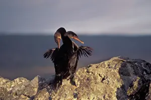 Harrisi: Flightless Cormorant pair at nest