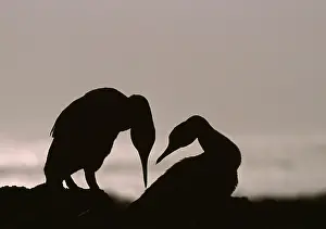 Harrisi: Flightless Cormorant - pair silhouette