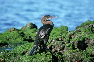 Harrisi: Flightless Cormorant (Phalacrocorax harrisi)