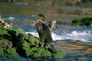 Harrisi: Flightless Cormorant (Phalacrocorax harrisi)