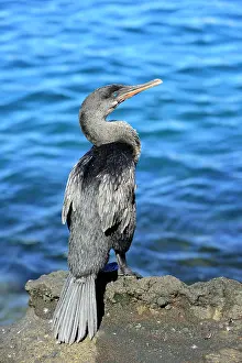Tagus: Flightless Cormorant (Phalacrocorax harrisi), Tagus