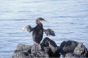 Drying: FLIGHTLESS CORMORANT - on rocks