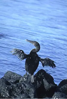 Drying: FLIGHTLESS CORMORANT - Wings out-stretched
