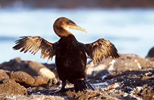 Drying: FLIGHTLESS CORMORANT - with wings out spread