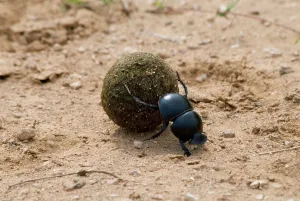 Faeces: Flightless Dung Beetle - rolling ball of dung to