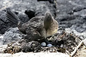 Harrisi: Flightless / Galapagos Cormorant - at nest with eggs