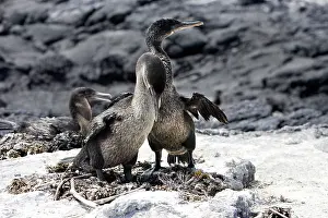 Harrisi: Flightless / Galapagos Cormorant - pair at nest