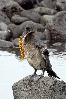 Harrisi: Flightless / Galapagos Cormorant - with seaweed in beak