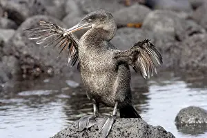Harrisi: Flightless / Galapagos Cormorant - stretching wings