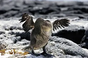 Harrisi: Flightless / Galapagos Cormorant - stretching wings